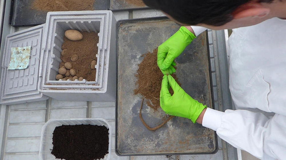 Comptage de taupins sur plants de pomme de terre