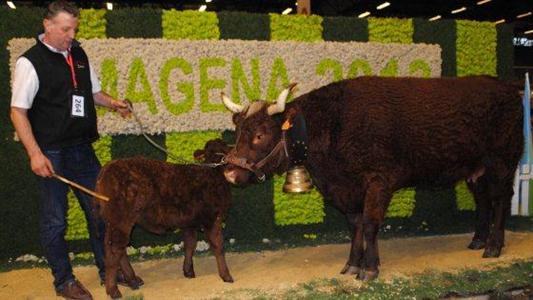 Volage, championne femelle du concours Simagena salers 2013