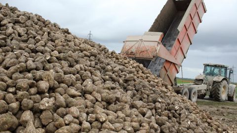 La Coopération Agricole et la Fédération Nationale des Coopératives de Collecte et de Transformation de la Betterave (FCB) ont acté la création d'une nouvelle section intitulée Métiers de la Betterave sucrière.