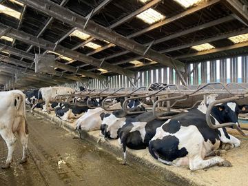 Vaches laitières en stabulation