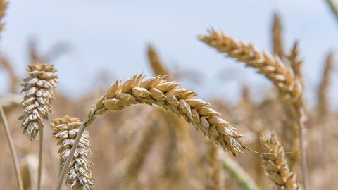 Les prix du blé tendre bio sont en hausse depuis l'été, en lien notamment avec la contraction de la collecte Les prix du blé tendre bio sont en hausse depuis l'été, en lien notamment avec la contraction de la collecte
