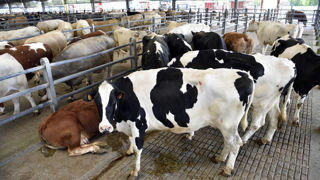 D'après Agreste, en novembre 2024, le nombre de vaches laitières de réforme abattues en France était inférieur de 11,5 % par rapport à la moyenne de 2019-2023. D'après Agreste, en novembre 2024, le nombre de vaches laitières de réforme abattues en France était inférieur de 11,5 % par rapport à la moyenne de 2019-2023.
