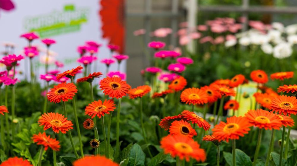 Grâce à un partenariat exclusif entre Selecta One et Schreurs, la gamme Sunshapers Garden Gerbera sera sélectionnée, enracinée et distribuée dans toute la France à partir de 2026. Grâce à un partenariat exclusif entre Selecta One et Schreurs, la gamme Sunshapers Garden Gerbera sera sélectionnée, enracinée et distribuée dans toute la France à partir de 2026.