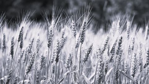27 % des agriculteurs ont choisi d'arrêter de cultiver du blé dur en 2025, selon un sondage Terre-net. 27 % des agriculteurs ont choisi d'arrêter de cultiver du blé dur en 2025, selon un sondage Terre-net.