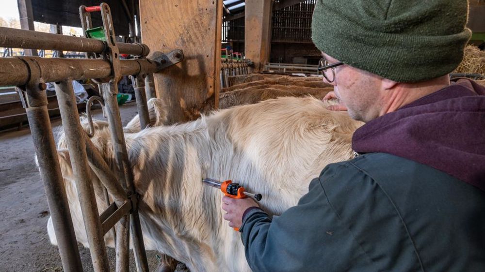 Vaccination de vaches charolaises contre la FCO