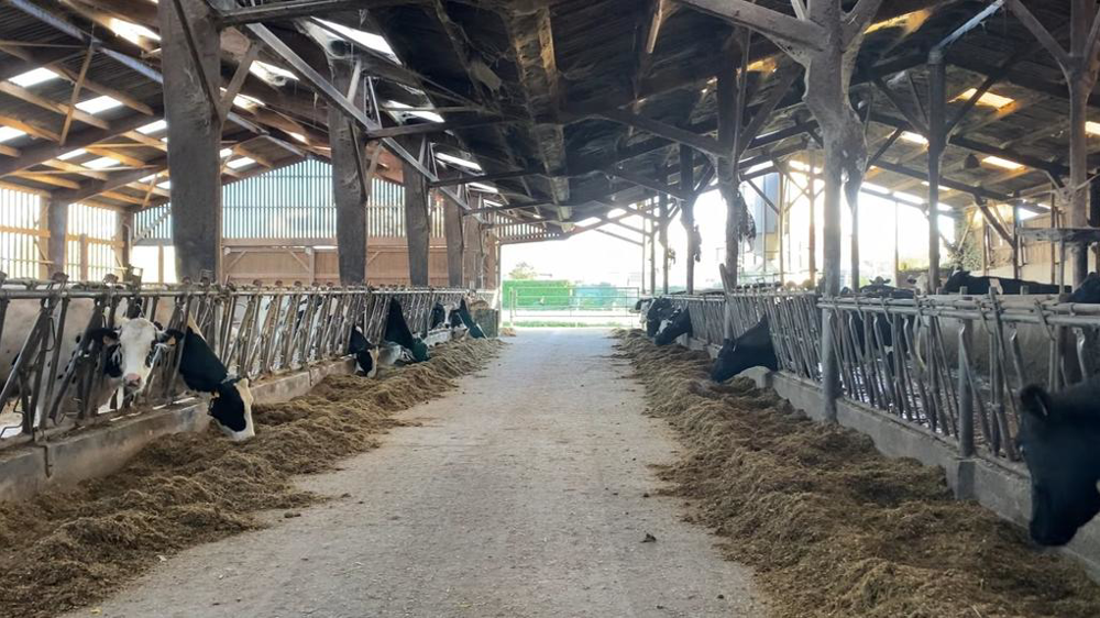 Stabulation de vaches laitières dans le nord de la France