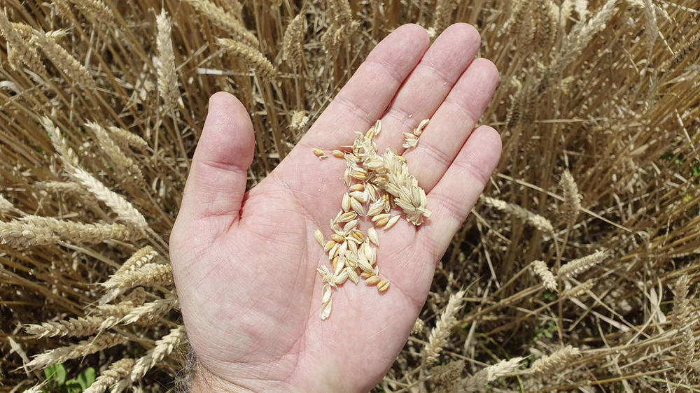 Les pluies massives ont pénalisé fortement les rendements et fragilisé encore un peu plus ce modèle agricole d’excellence.