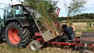 Des champs de bambous sont en train d’être plantés sur deux anciennes fermes du sud de l’Indre. Une dizaine d’agriculteurs de l’ouest de la France (70 hectares au total), ont aussi été séduits par cette plante. Des champs de bambous sont en train d’être plantés sur deux anciennes fermes du sud de l’Indre. Une dizaine d’agriculteurs de l’ouest de la France (70 hectares au total), ont aussi été séduits par cette plante.