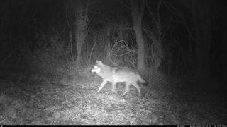 Le cliché d'un loup a été pris dans la nuit du 7 au 8 décembre 2024 sur la commune de La Séguinière (Maine-et-Loire). Le cliché d'un loup a été pris dans la nuit du 7 au 8 décembre 2024 sur la commune de La Séguinière (Maine-et-Loire).