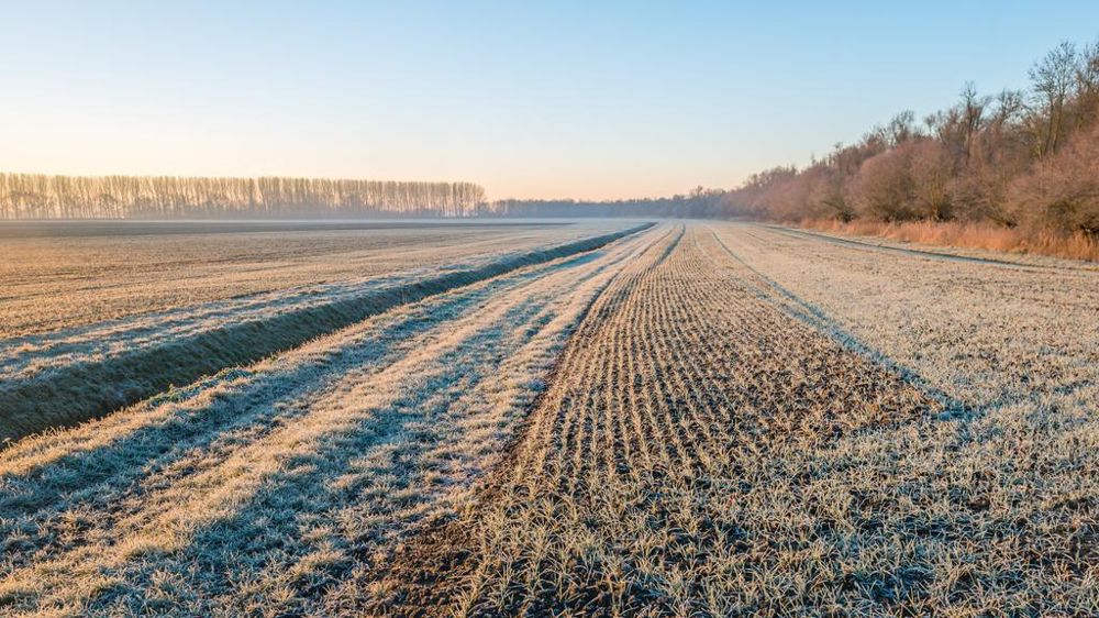 Parcelle de blé et gel matinal