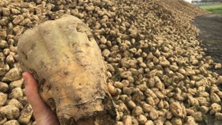 Sous condition d'un engagement massif des planteurs avec Cristal Union, l'accord de partenariat permettrait notamment à la sucrerie Ouvré d'honorer ses engagements encore en cours vis-à-vis des planteurs.