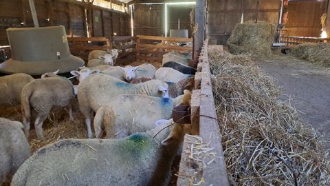 Pour savoir si l'enrubannage peut intégrer la ration des agneaux à l'engraissement, les résultats technico-économiques de trois lots sont comparés.