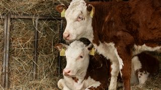 Comment résoudre la diarrhée des veaux en 2 à 3 jours