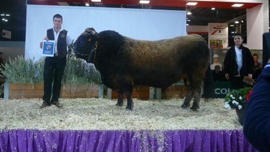 Diamant, champion race aubrac Sia 2013