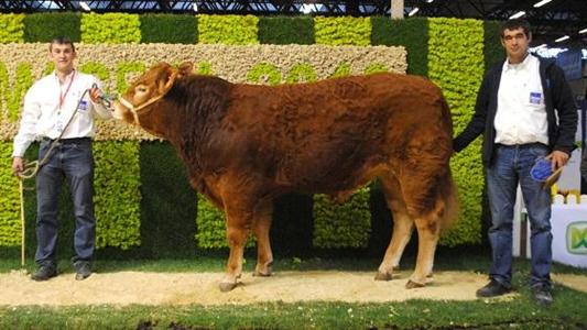 Limousin sima