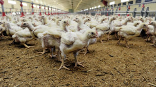 Les États-Unis et le Canada lèvent leur embargo sur les importations de volailles françaises, à l'exception des canards, imposé après la mise en place de la vaccination des canards contre l'influenza aviaire hautement pathogène. Les États-Unis et le Canada lèvent leur embargo sur les importations de volailles françaises, à l'exception des canards, imposé après la mise en place de la vaccination des canards contre l'influenza aviaire hautement pathogène.