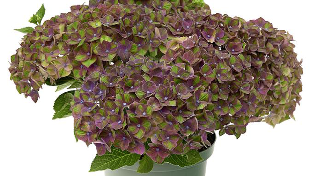 Hydrangea macrophylla Greenfire® Purple.