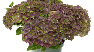 Hydrangea macrophylla Greenfire® Purple. Hydrangea macrophylla Greenfire® Purple.