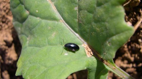 Pour le moment, les efficacités des produits de biocontrôle restent inférieures aux insecticides et aucune solution n’a été identifiée pour lutter directement contre les larves. Pour le moment, les efficacités des produits de biocontrôle restent inférieures aux insecticides et aucune solution n’a été identifiée pour lutter directement contre les larves.