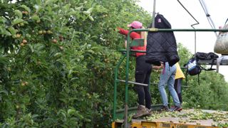Avec 1 384 000 tonnes par an, la pomme est l’espèce fruitière la plus cultivée en France.