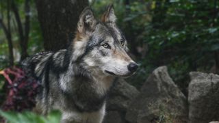 Les constats visuels réalisés par l'OFB sur la dépouille d'un grand canidé confirment la possibilité d'un loup. Les constats visuels réalisés par l'OFB sur la dépouille d'un grand canidé confirment la possibilité d'un loup.