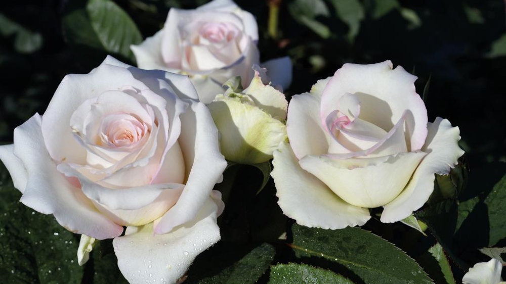 Rosa Voluptia® Lovely White®. Rosa Voluptia® Lovely White®.
