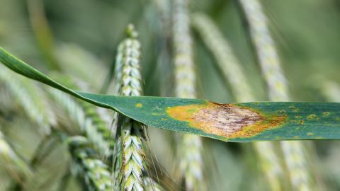 Et si vous misez sur la sécurité pour vos fongicides céréales ? Et si vous misez sur la sécurité pour vos fongicides céréales ?