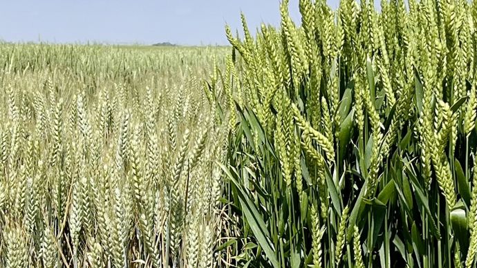 La nouvelle variété de blé X-Terra de Syngenta (à dr.) face à un témoin de même précocité.