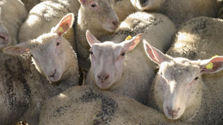 Le prix moyen pondéré des régions de l'agneau s'établissait à 10,47 €/kg de carcasse le 6 janvier 2025. Le prix moyen pondéré des régions de l'agneau s'établissait à 10,47 €/kg de carcasse le 6 janvier 2025.