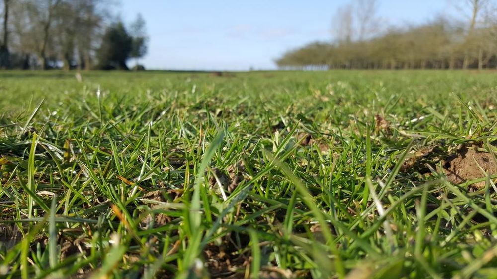 Prairie en sortie d'hiver