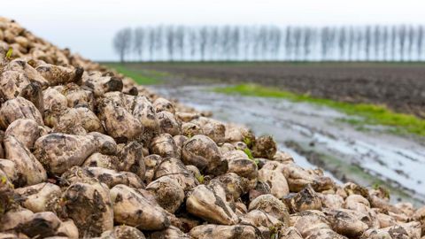 En moyenne ces cinq dernières campagnes, la France a produit 34 Mt de betteraves à 16°