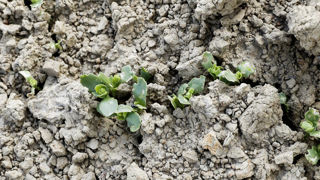 Il faudra traiter en fin d’après-midi, avec un volume de bouillie d’au moins 150 l/ha et des buses permettant la formation de gouttelettes de taille petite à moyenne pour mieux atteindre les altises. Il faudra traiter en fin d’après-midi, avec un volume de bouillie d’au moins 150 l/ha et des buses permettant la formation de gouttelettes de taille petite à moyenne pour mieux atteindre les altises.