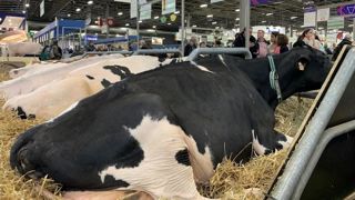 Le Concours Prim'Holstein aura lieu lundi 24 février sur le grand ring du SIA, de 11 h à 18 h. Le Concours Prim'Holstein aura lieu lundi 24 février sur le grand ring du SIA, de 11 h à 18 h.