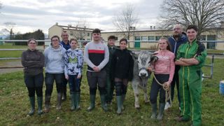 L'équipe du lycée de Pamiers, en Ariège, redouble d'efforts pour dresser Udine, une génisse de race gasconne des Pyrénées. L'équipe du lycée de Pamiers, en Ariège, redouble d'efforts pour dresser Udine, une génisse de race gasconne des Pyrénées.