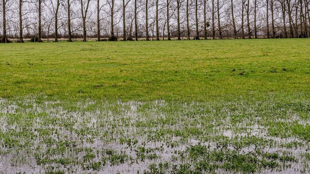 Eau dans une prairie Eau dans une prairie