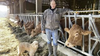 À la tête d’un troupeau de 70 vaches limousines en Haute-Vienne, Alain Clamont est passé de naisseur strict à naisseur-engraisseur avec une bonne maîtrise de ses coûts de production. À la tête d’un troupeau de 70 vaches limousines en Haute-Vienne, Alain Clamont est passé de naisseur strict à naisseur-engraisseur avec une bonne maîtrise de ses coûts de production.