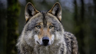 Les préfets pourront recourir, à un tir dérogatoire, dès que les bovins ou les équins auront subi au moins une attaque de loup au cours des douze derniers mois Les préfets pourront recourir, à un tir dérogatoire, dès que les bovins ou les équins auront subi au moins une attaque de loup au cours des douze derniers mois