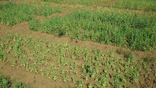 « Nous allons mobiliser des approches nouvelles pour combiner plus rapidement des résistances partielles à l'aphanomyces, issues de programmes lancés il y a près de 30 ans », fait savoir David Gouache, directeur de PeaBoost.