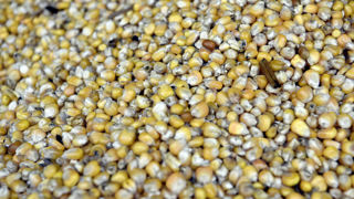 La révision des stocks mondiaux de maïs par le ministère américain de l'Agriculture en février 2025 est inférieure aux attentes des opérateurs. La révision des stocks mondiaux de maïs par le ministère américain de l'Agriculture en février 2025 est inférieure aux attentes des opérateurs.