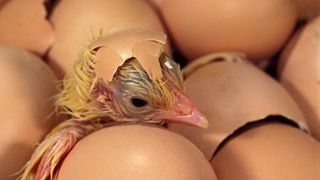 L’accord encadrant la prise en charge des surcoûts liés à l’interdiction de la mise à mort des poussins mâles nécessite d’être renouvelé. L’accord encadrant la prise en charge des surcoûts liés à l’interdiction de la mise à mort des poussins mâles nécessite d’être renouvelé.