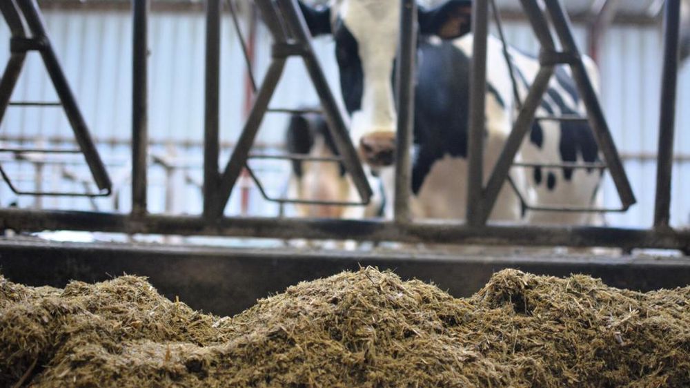 Ration de compact feeding pour les vaches laitières