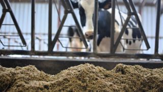 Pour augmenter l’ingestion et réduire à néant les refus, Alain Piet a opté pour le compact feeding, un fourrage finement coupé, homogène et humidifié. Cela augmente l’efficacité
alimentaire.