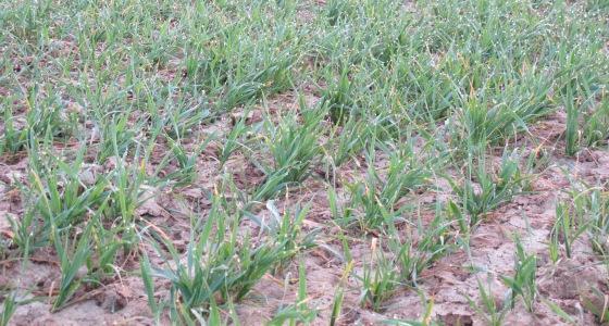 Certaines parcelles de blé ayant reçu beaucoup d'eau devraient nécessiter un apport de sulfate.