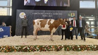 Rubis Rosie P est sacrée grande championne de la race Pie Rouge. Rubis Rosie P est sacrée grande championne de la race Pie Rouge.