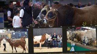 Suivez en direct les concours bovins depuis le ring de la plus grande ferme de France sur Web-agri. Suivez en direct les concours bovins depuis le ring de la plus grande ferme de France sur Web-agri.