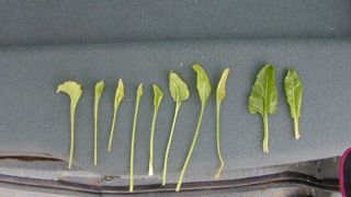 Les repousses de feuilles de betteraves touchées par le SBR (à gauche) sont asymétriques et lancéolées.