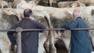 Entre 40 000 et 45 000 bêtes passent par le marché de Saint-Christophe chaque année. Entre 40 000 et 45 000 bêtes passent par le marché de Saint-Christophe chaque année.