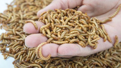 Ynsect « n’a pas été en mesure de trouver un accord sur le financement d’un plan de sauvegarde, en dépit des négociations et travaux poussés », a expliqué un porte-parole de la start-up à l'AFP.