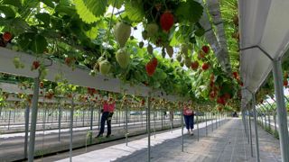 La filière des fruits et légumes frais représente 3 % des émissions de GES de l'agriculture française. La filière des fruits et légumes frais représente 3 % des émissions de GES de l'agriculture française.