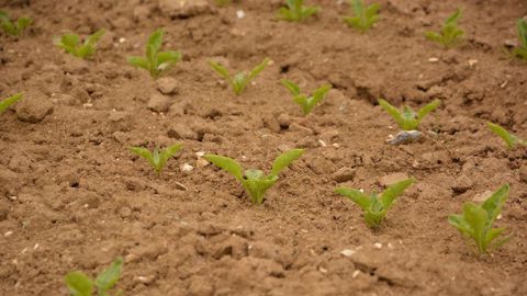 Agriodor et Syngenta France ont obtenu une dérogation de 120 jours pour l'usage de Insior Gr A.